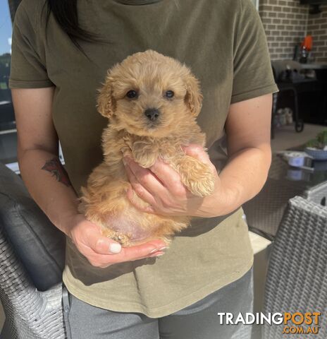 Cavoodle puppies-toy