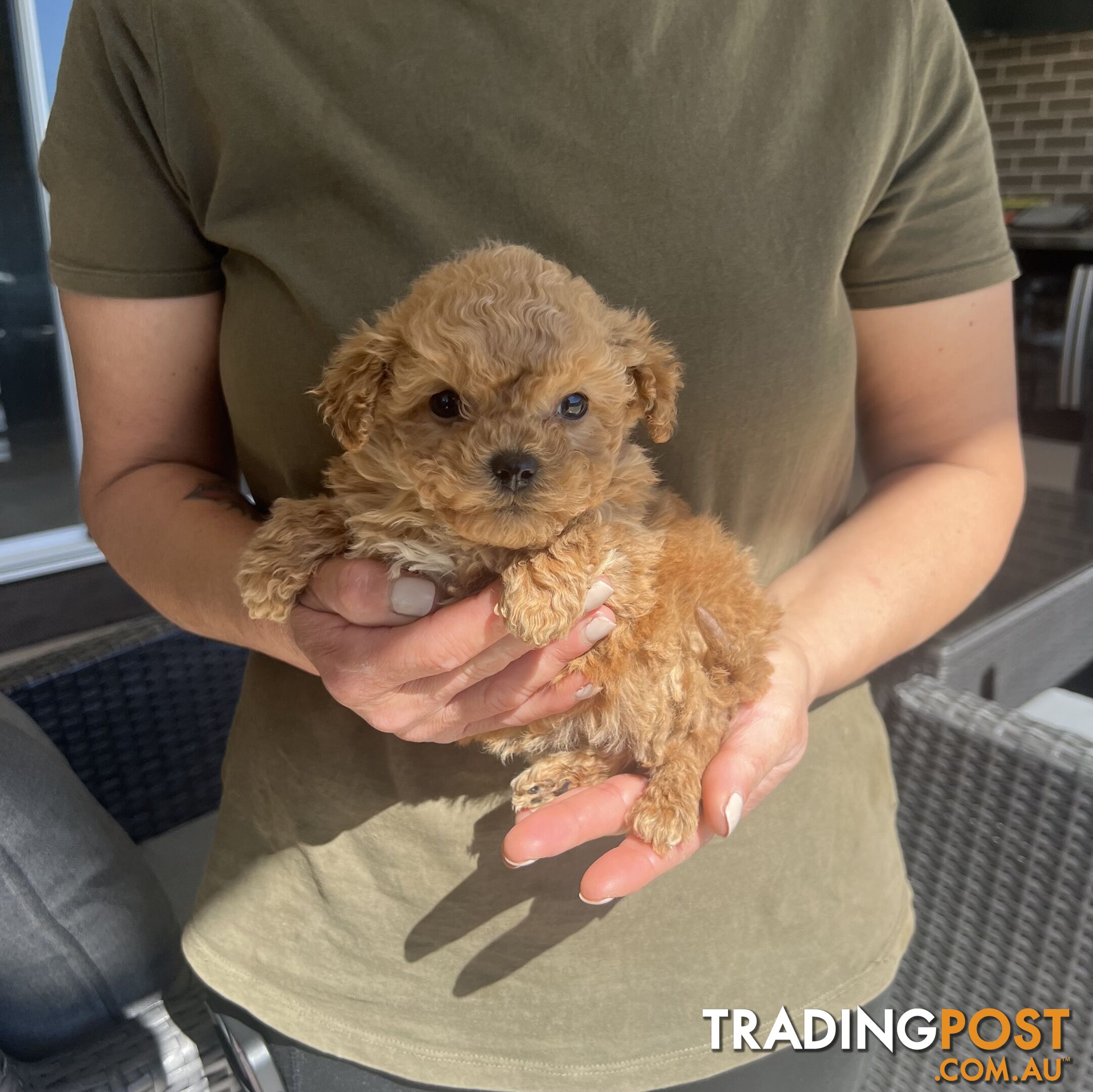 Cavoodle puppies-toy