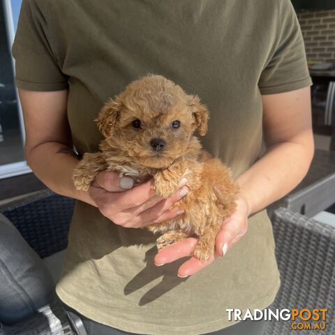 Cavoodle puppies-toy