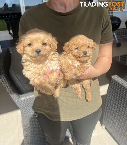 Cavoodle puppies-toy