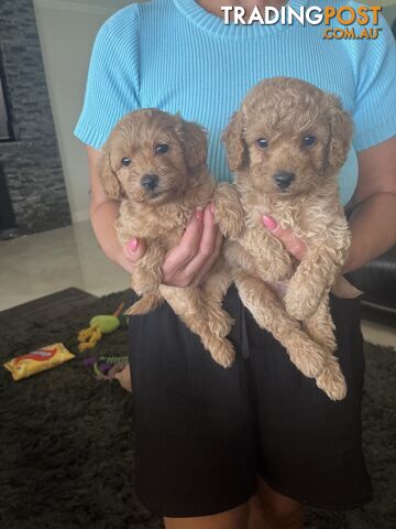 Cavoodle puppies (Penrith area located)