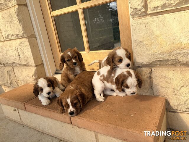 Cockerlier puppies