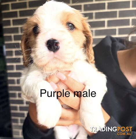 Cavalier King Charles x English Cocker Spaniel (Cockerlier)