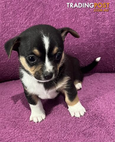 Shorthaired Chihuahua Puppies for Sale – Vaccinated &amp; Microchipped