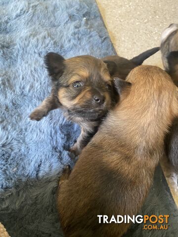 Pomchi puppies