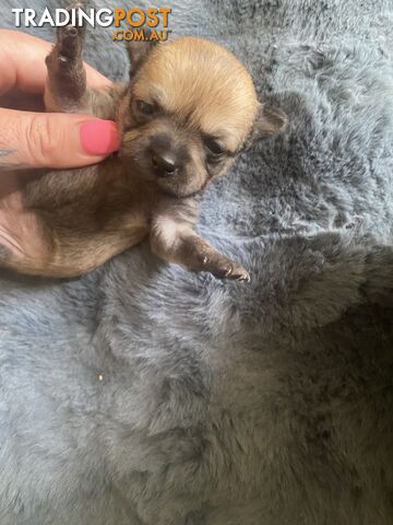 Pomchi puppies