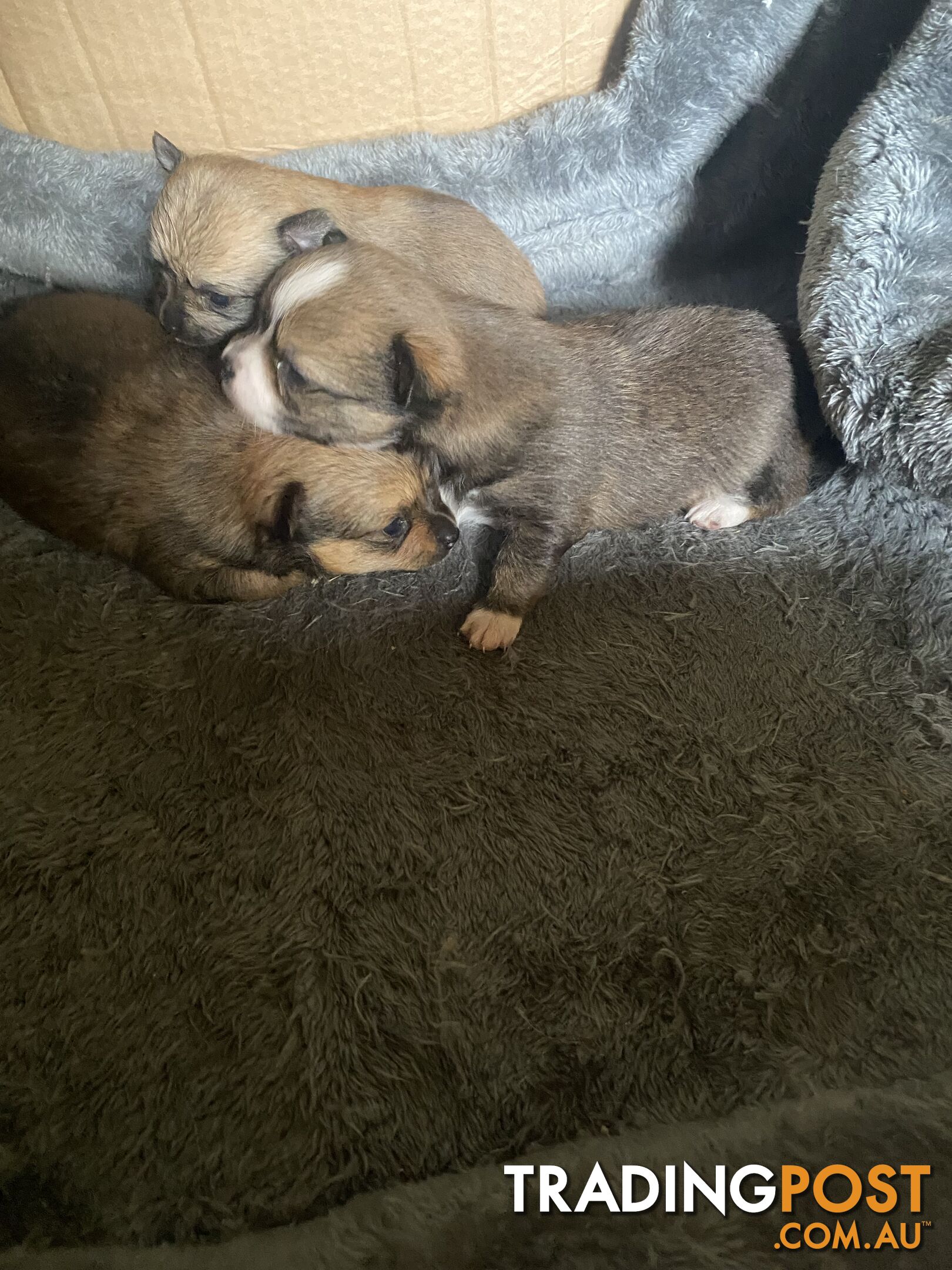 Pomchi puppies