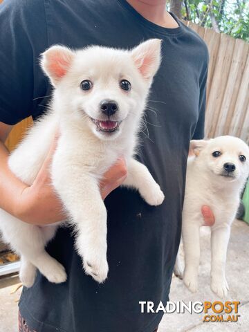 Maltese X  japaneses sprizt puppy