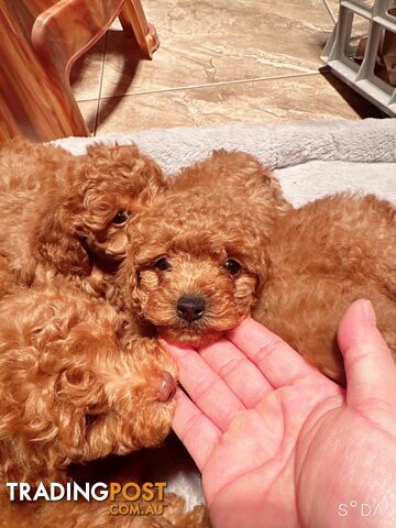 Toy Cavoodle puppies F1