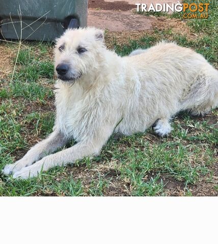 Irish Wolfhound Puppies