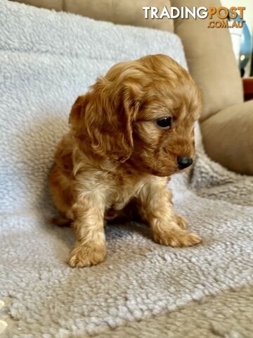 Cavoodle Puppies