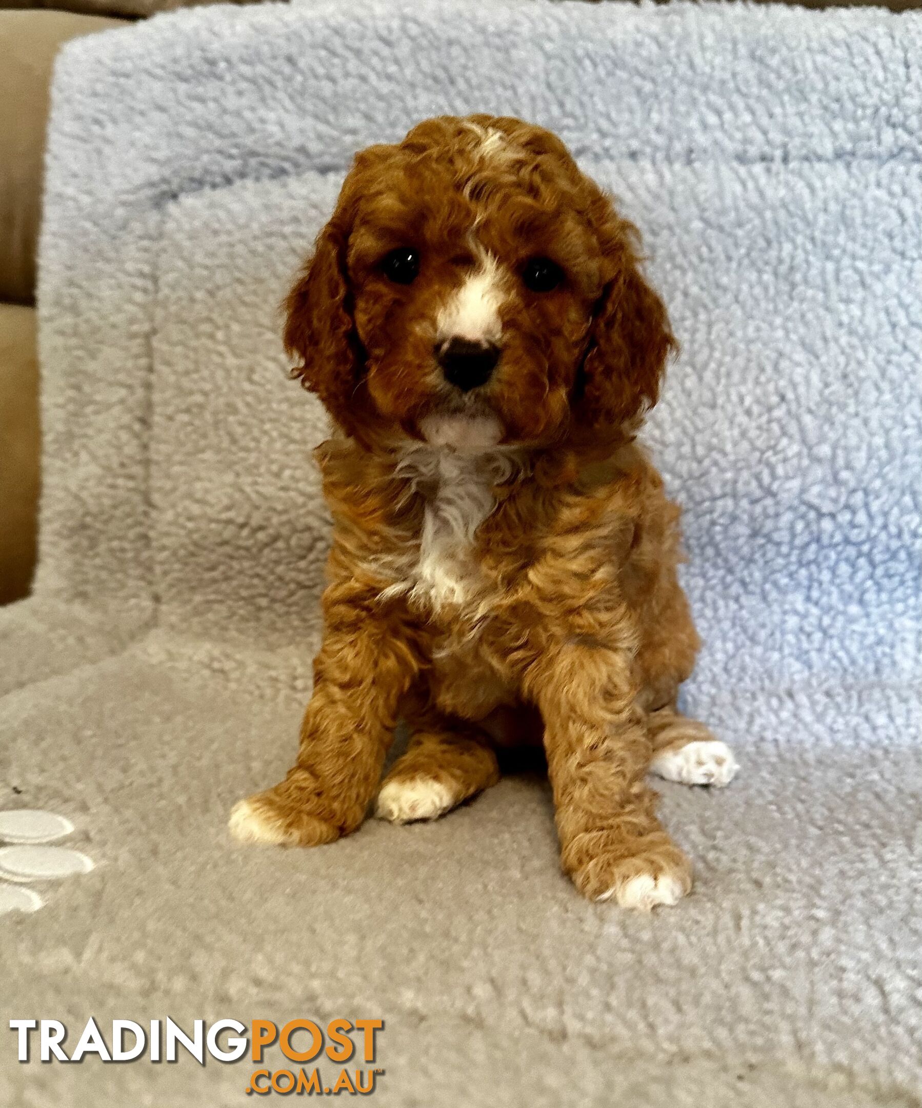 Cavoodle Puppies