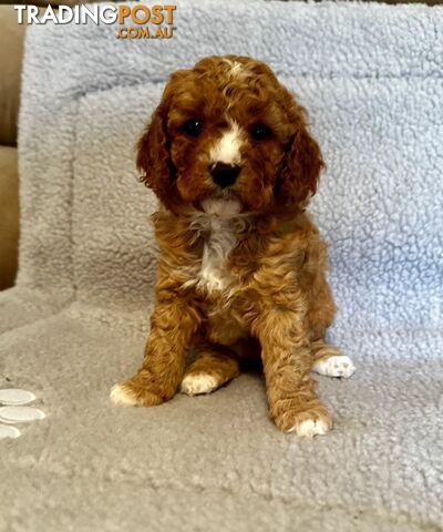 Cavoodle Puppies