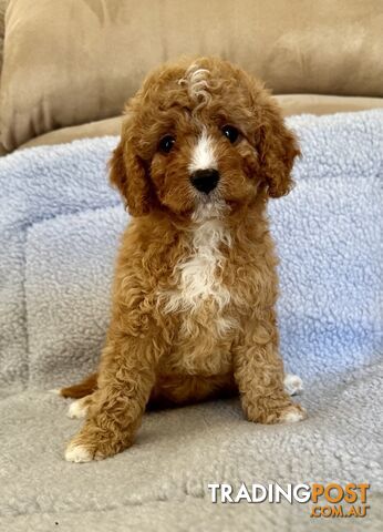 Cavoodle Puppies