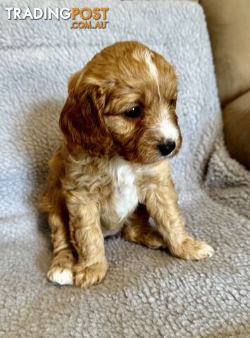 Cavoodle Puppies