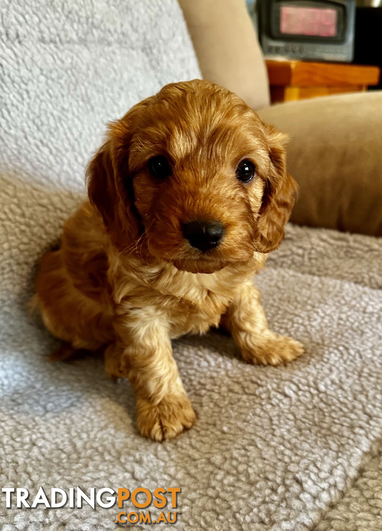 Cavoodle Puppies