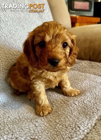 Cavoodle Puppies