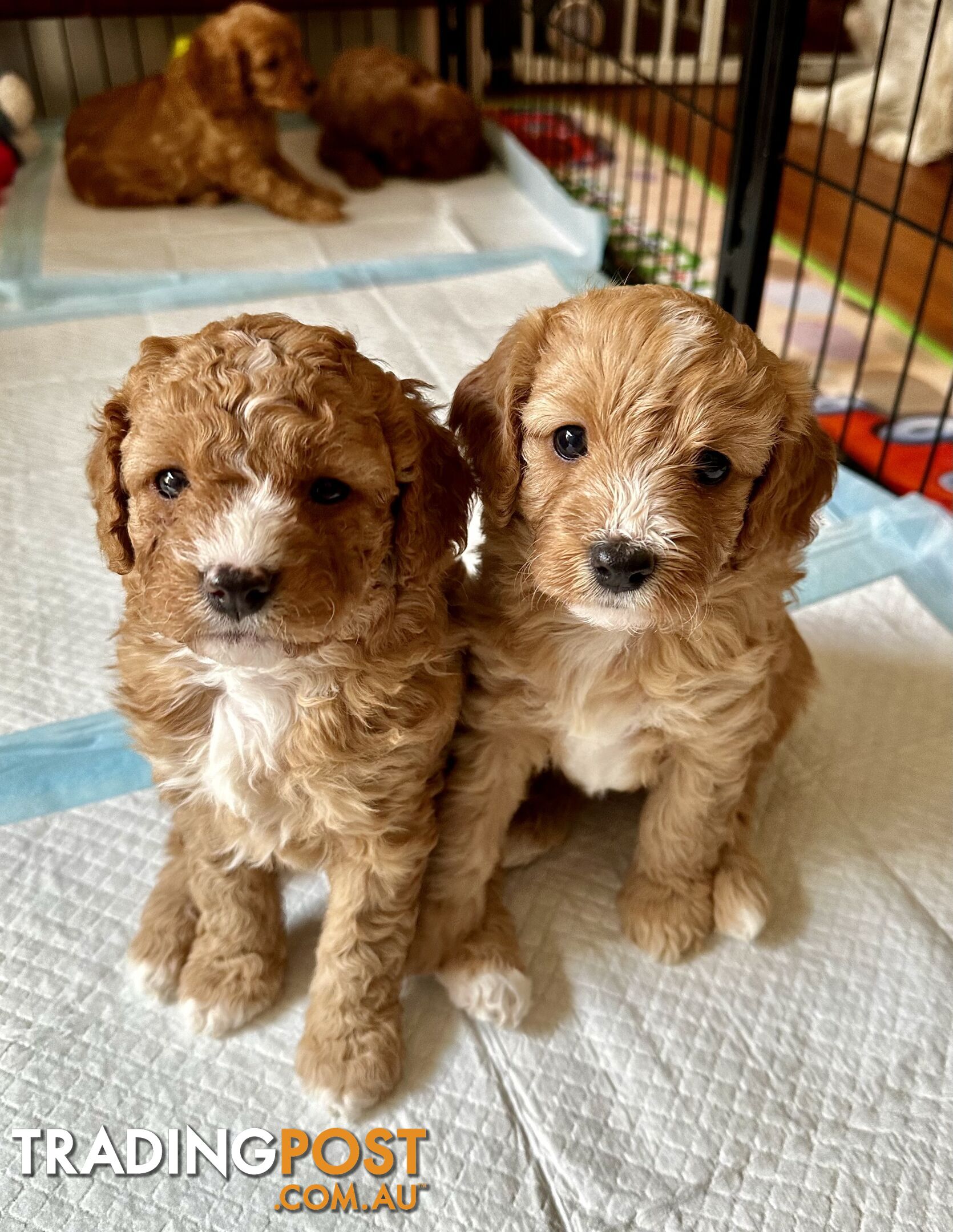 Cavoodle Puppies