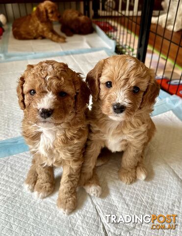 Cavoodle Puppies