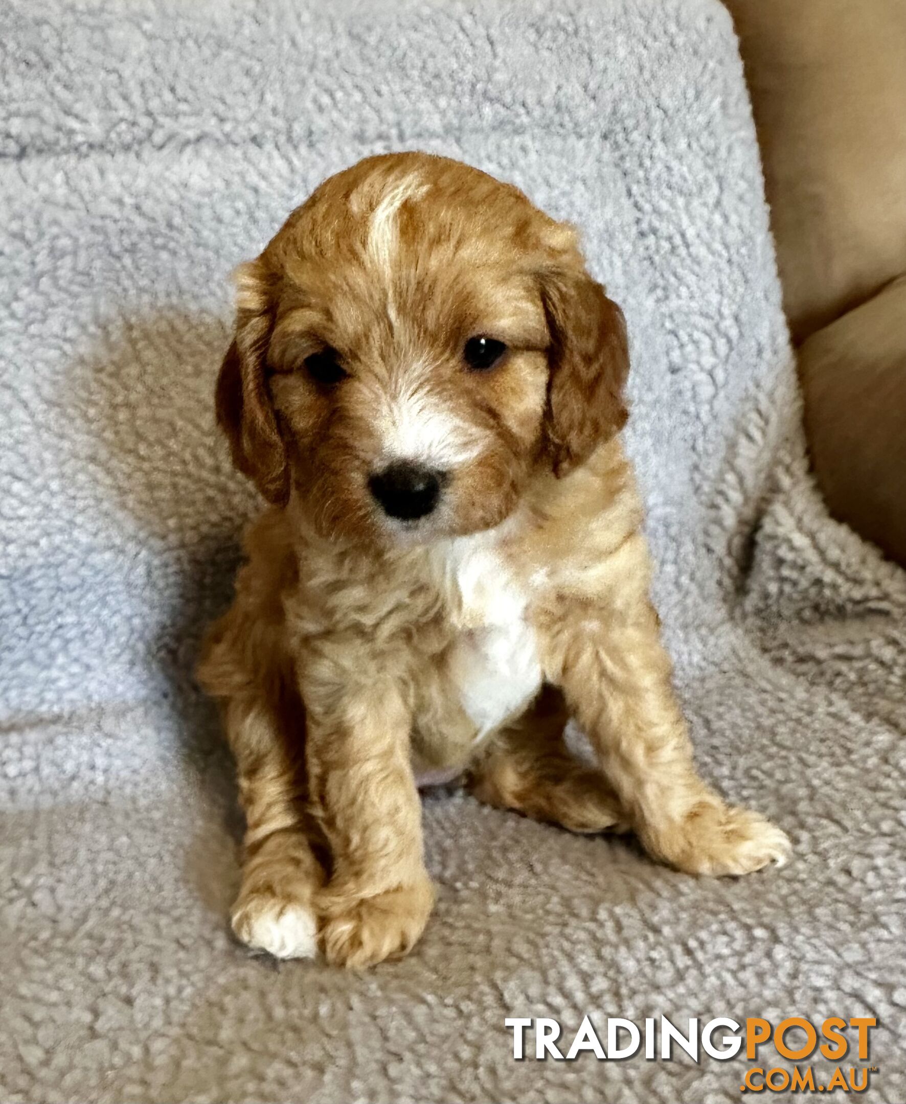 Cavoodle Puppies