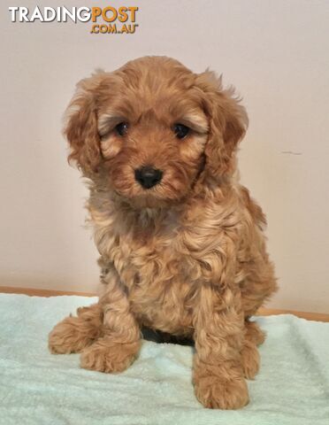 Cavoodle Puppy (M)