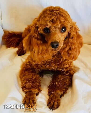 Cavoodle Puppies