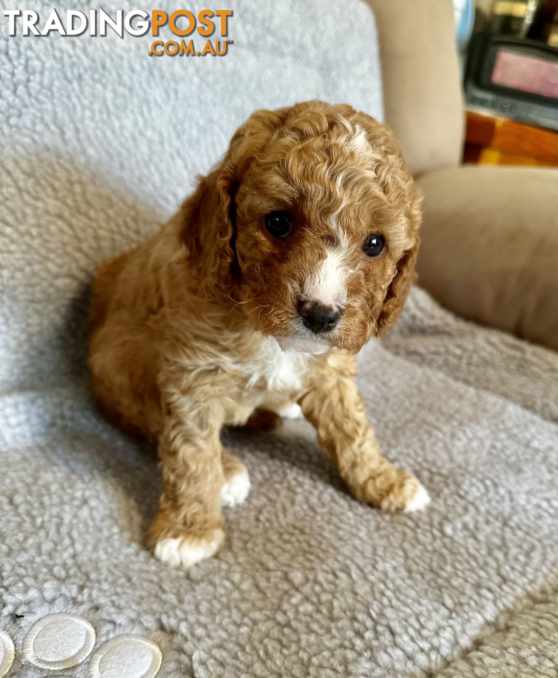 Cavoodle Puppies