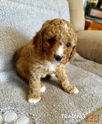 Cavoodle Puppies