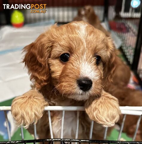 Cavoodle Puppies