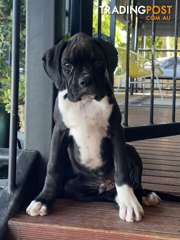 Trading post sales boxer puppies