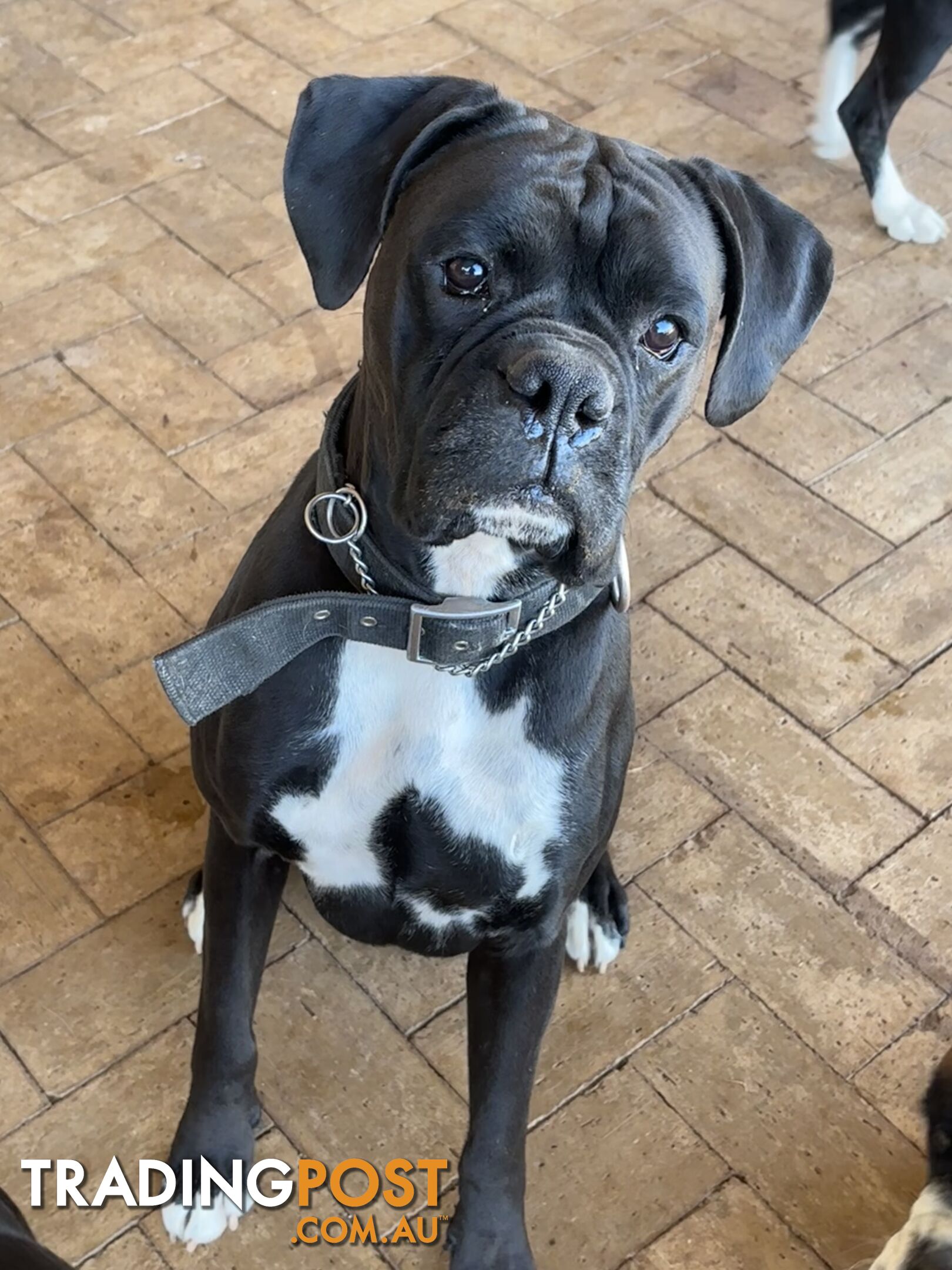 Sealed Boxer Pup Purebred