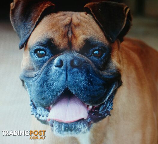 Sealed Boxer Pup Purebred