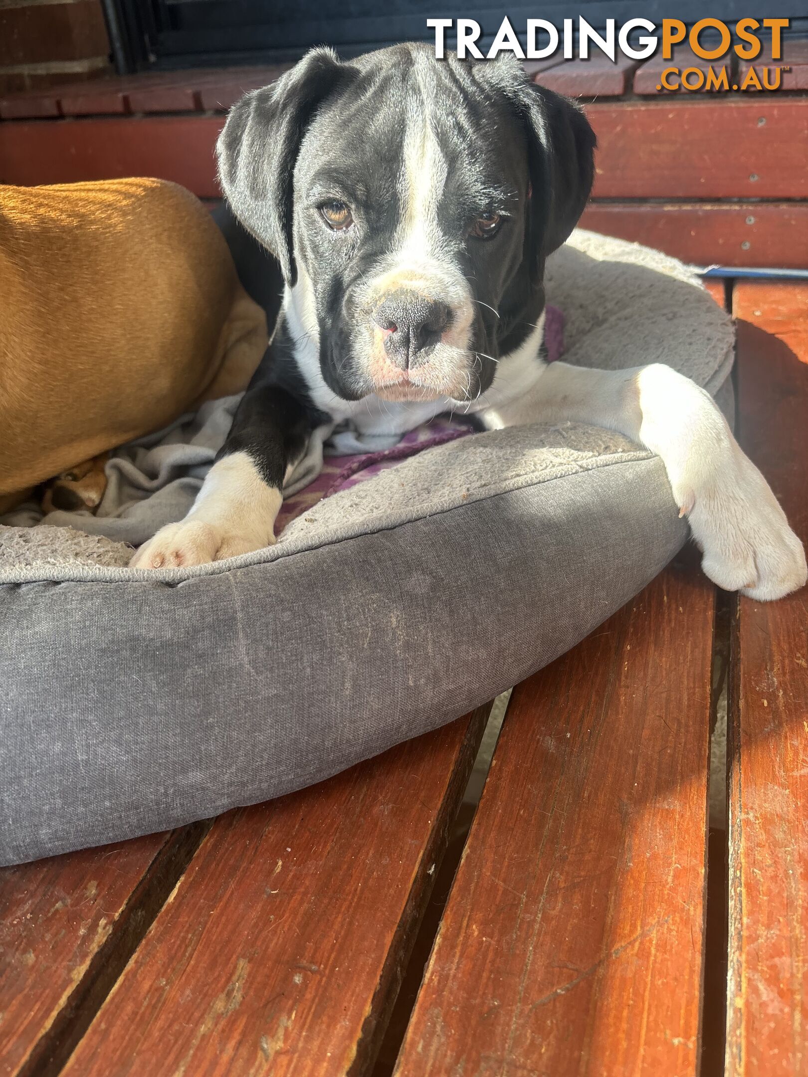 Sealed Boxer Pup Purebred