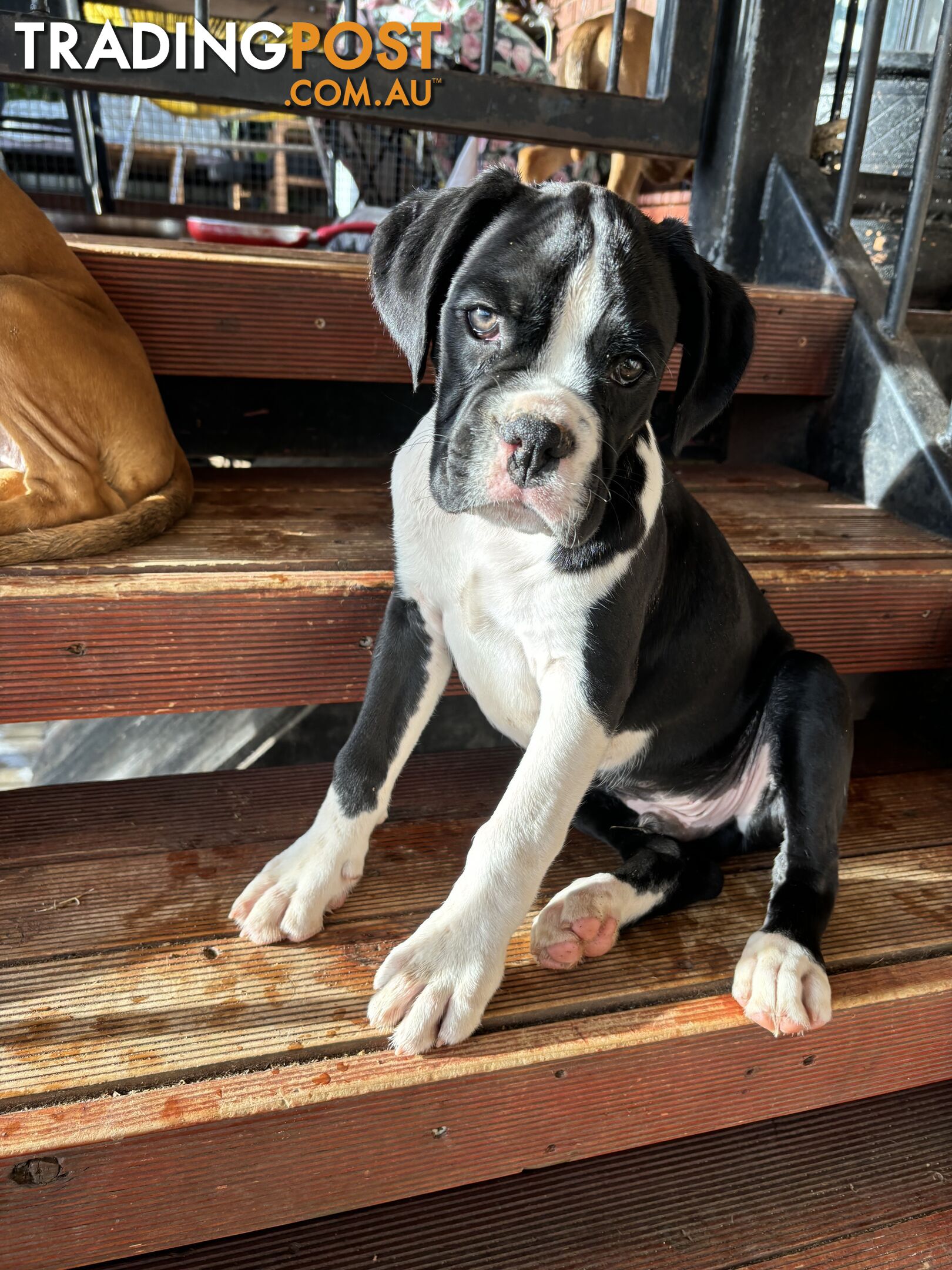 Sealed Boxer Pup Purebred