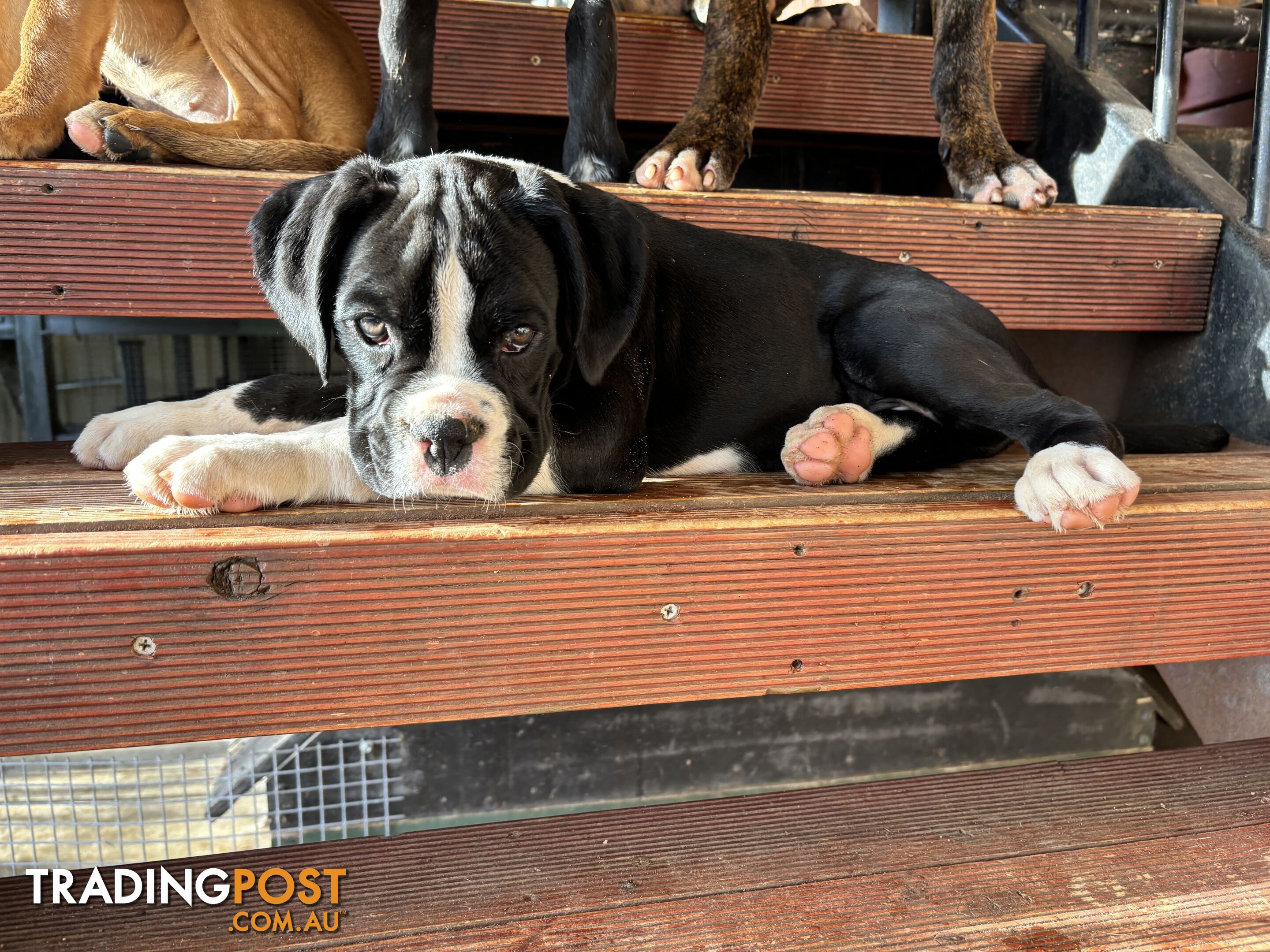 Sealed Boxer Pup Purebred