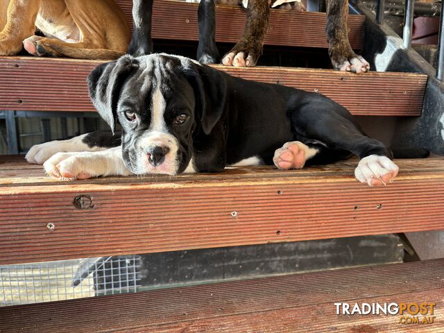 Sealed Boxer Pup Purebred