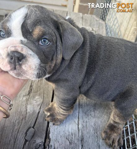 Blue merle 2024 british bulldog