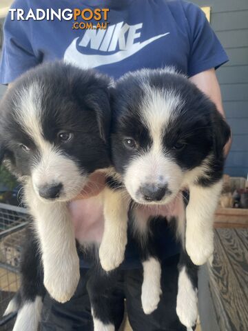 Border Collie