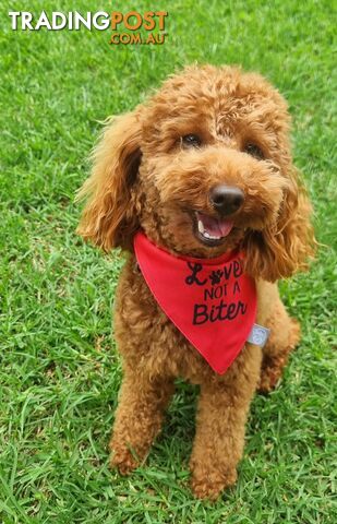 STUD SERVICE - MALE Toy Poodle