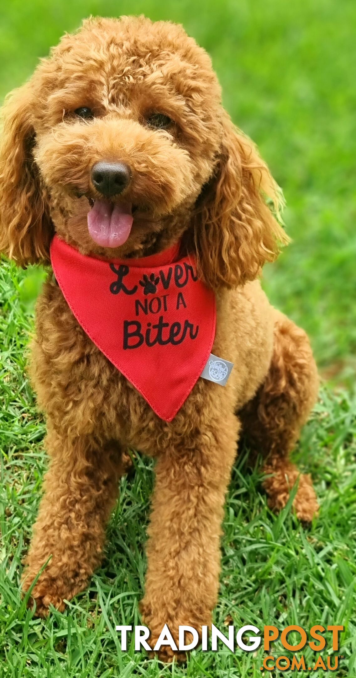 STUD SERVICE - MALE Toy Poodle