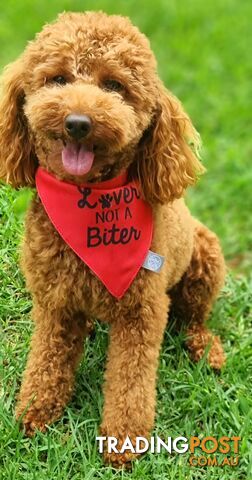 STUD SERVICE - MALE Toy Poodle