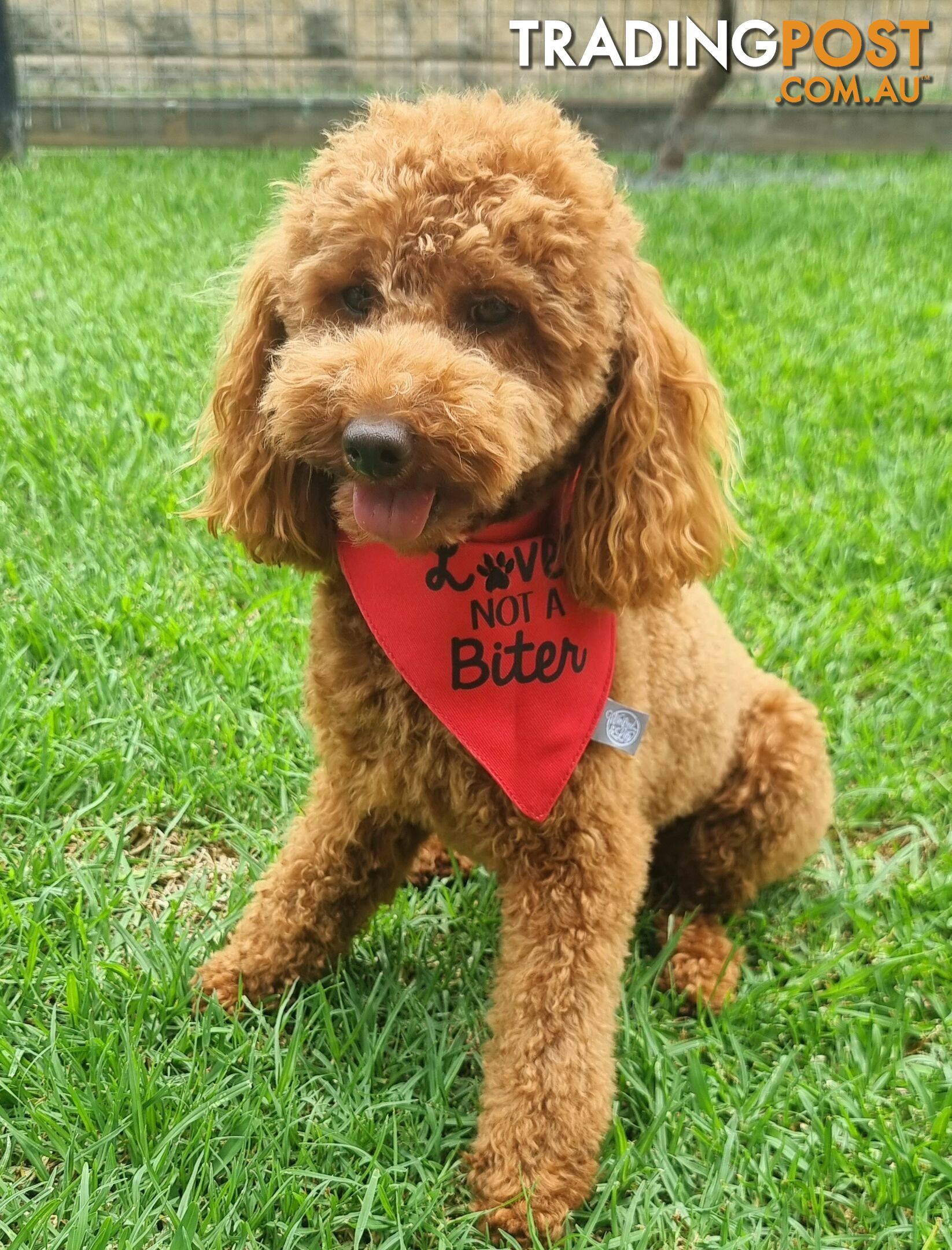 STUD SERVICE - MALE Toy Poodle