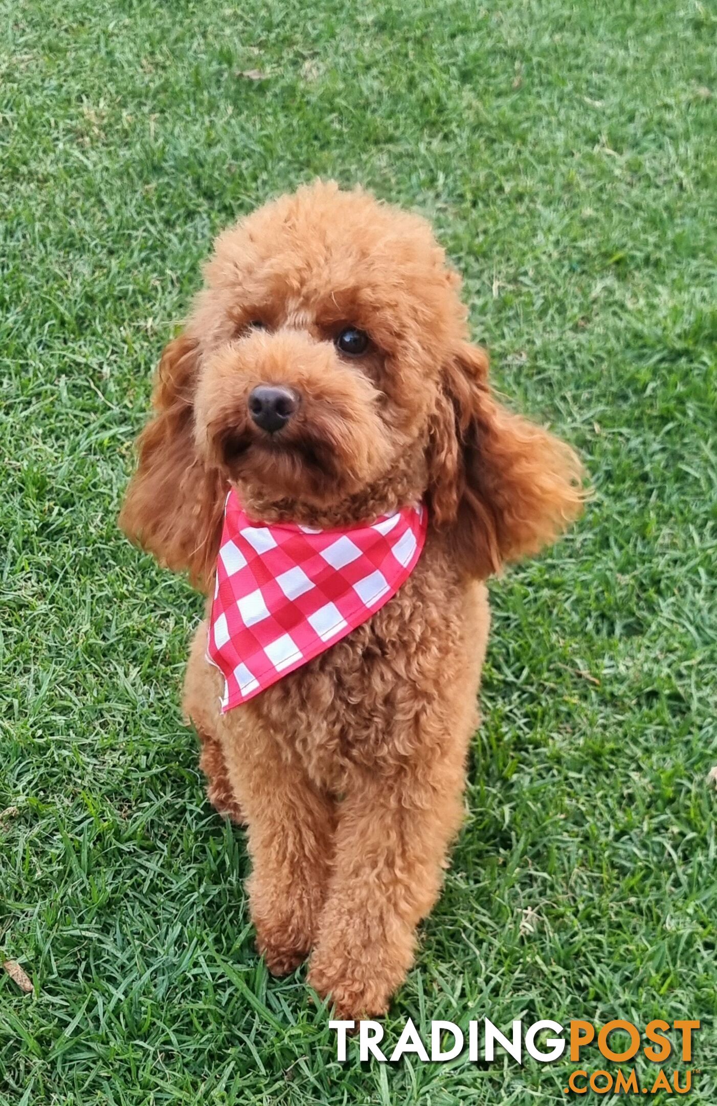 STUD SERVICE - MALE Toy Poodle