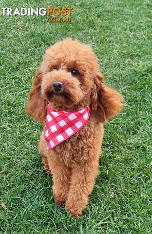 STUD SERVICE - MALE Toy Poodle