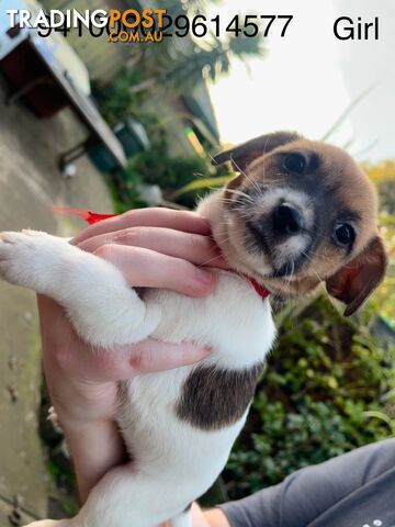 Jack Russell Terrier puppies