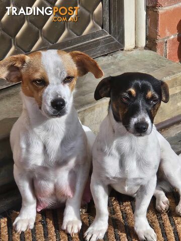 Jack Russell Terrier puppies