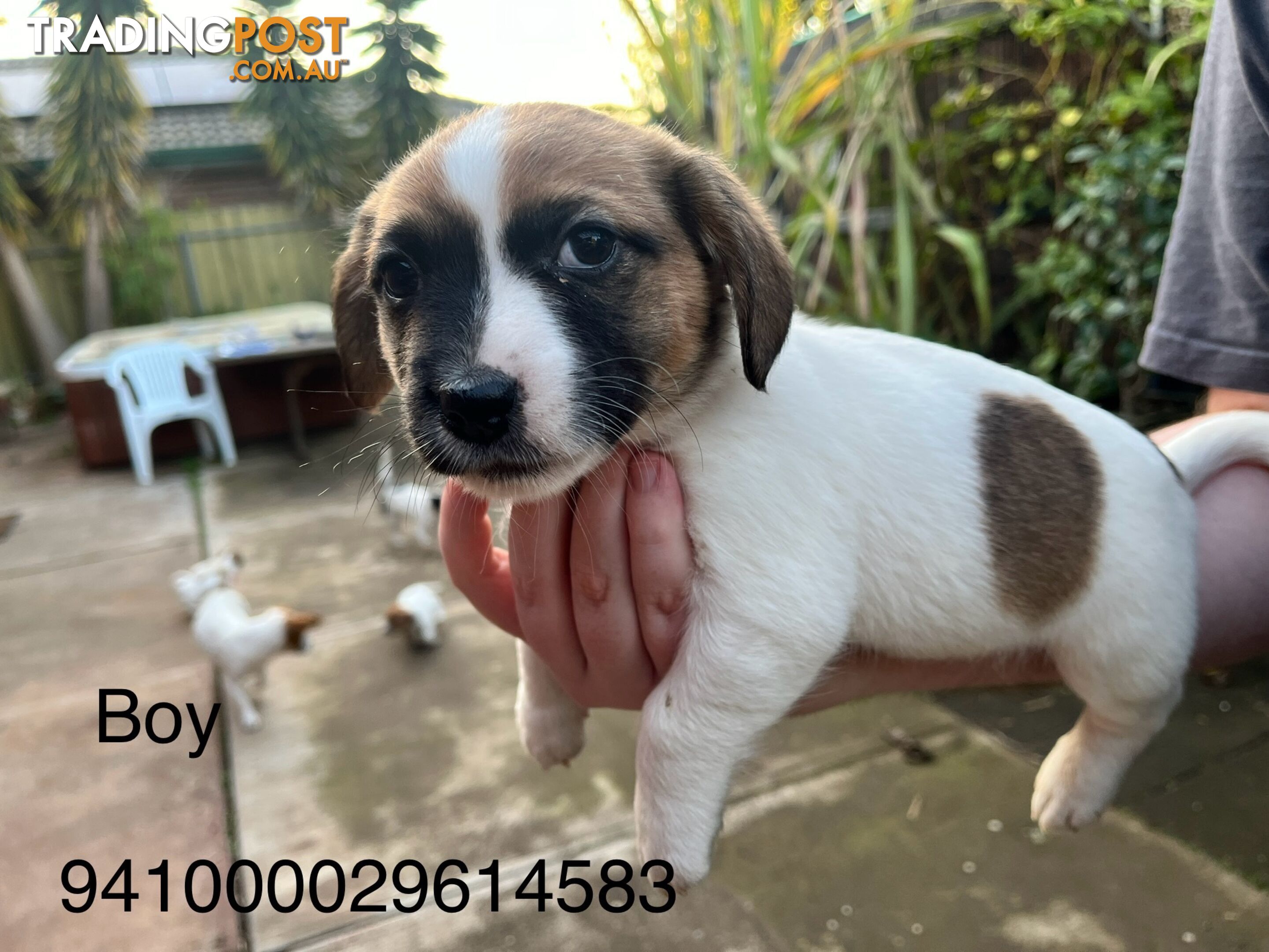 Jack Russell Terrier puppies