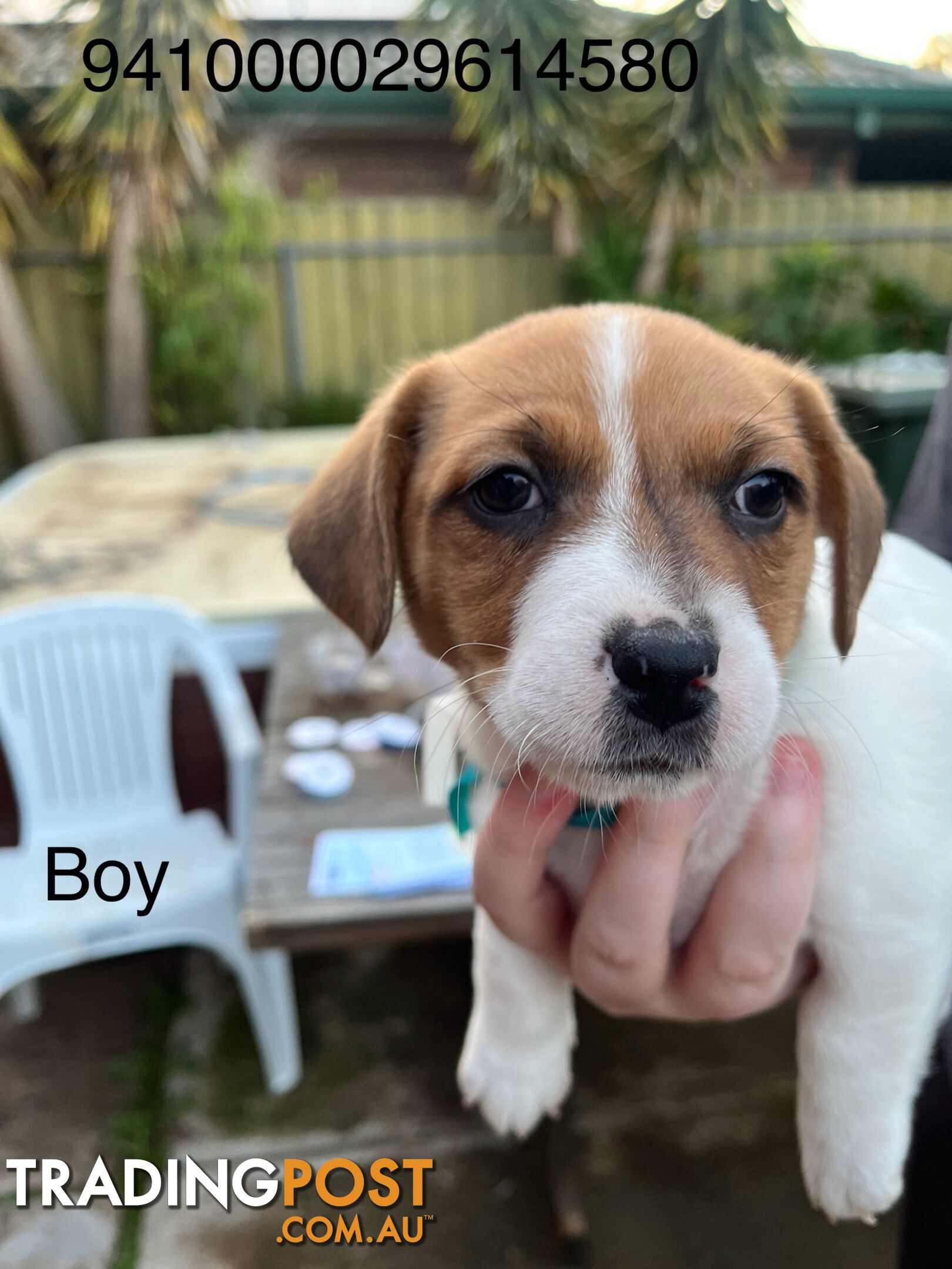 Jack Russell Terrier puppies