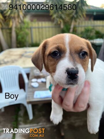 Jack Russell Terrier puppies