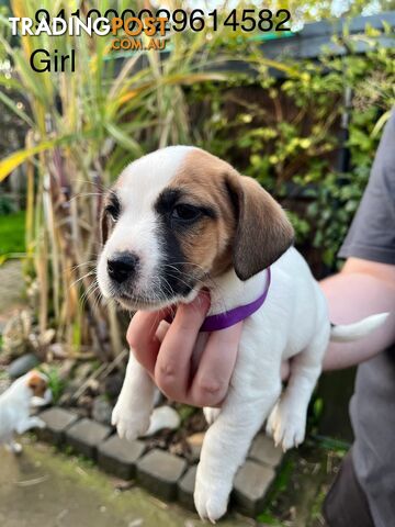 Jack Russell Terrier puppies